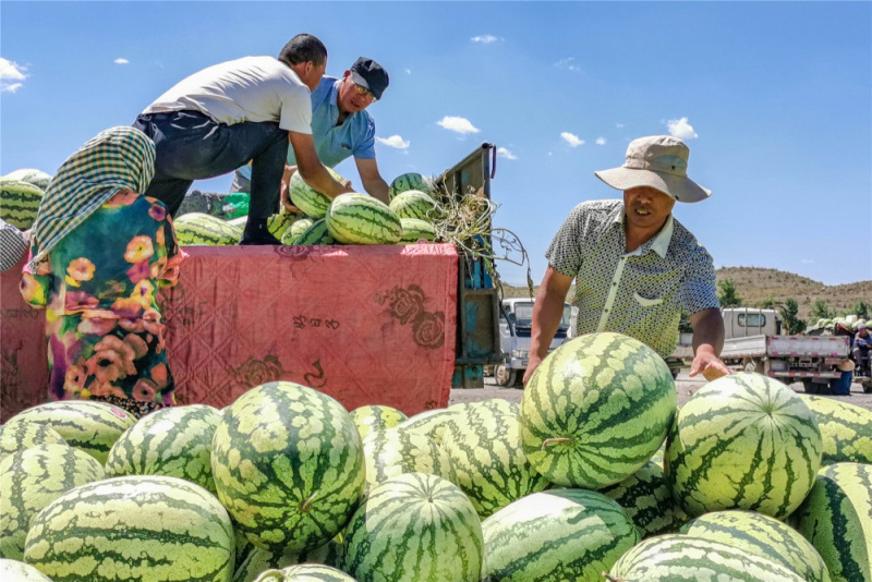 正宗头茬石头瓜硒砂瓜大吨位供应中宁夏产区