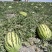 正宗头茬石头瓜硒砂瓜大吨位供应中宁夏产区