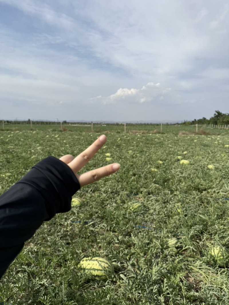 正宗头茬石头瓜硒砂瓜大吨位供应中宁夏产区