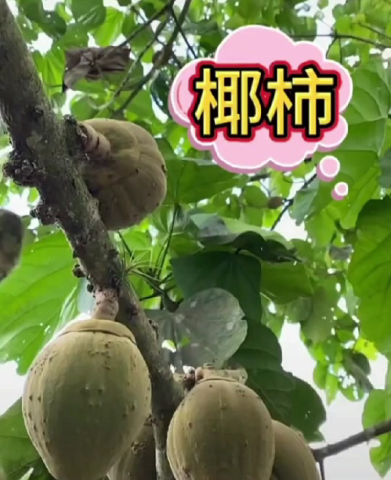 椰柿树苗，（椰蜜果）原产地为南美洲亚马逊热带雨林地区