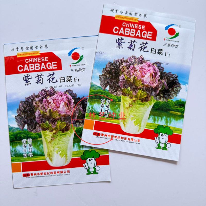 紫菊花白菜种子早熟白菜种子三系杂交白菜直筒紫色白菜