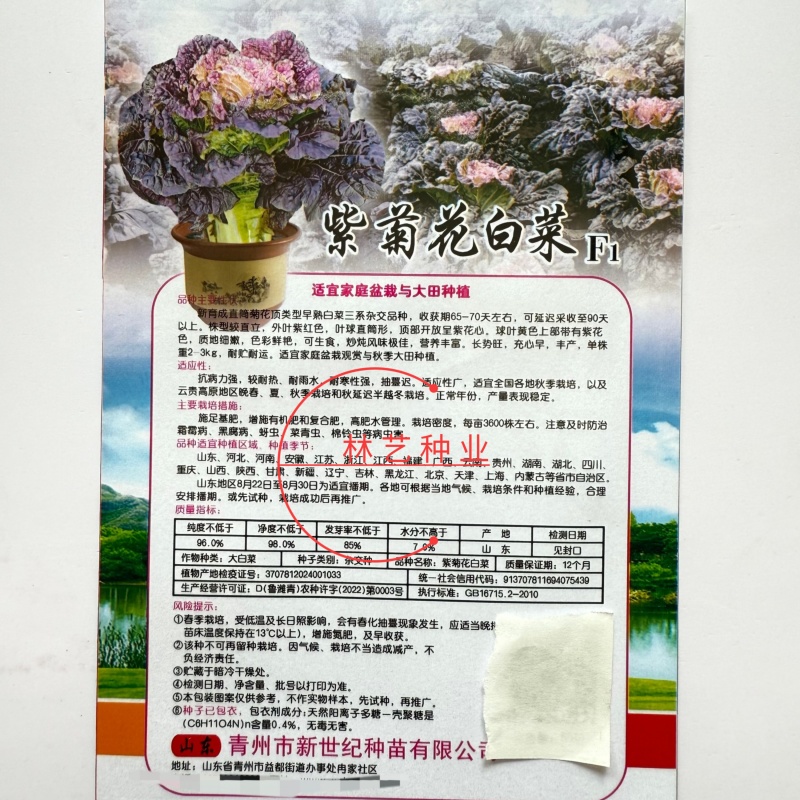 紫菊花白菜种子早熟白菜种子三系杂交白菜直筒紫色白菜