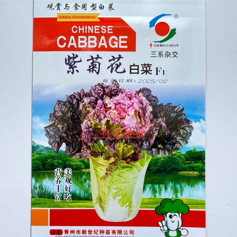 紫菊花白菜种子早熟白菜种子三系杂交白菜直筒紫色白菜