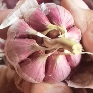 云南大理紅蒜干货，长期有货保证质量，欢迎老板到现场看货
