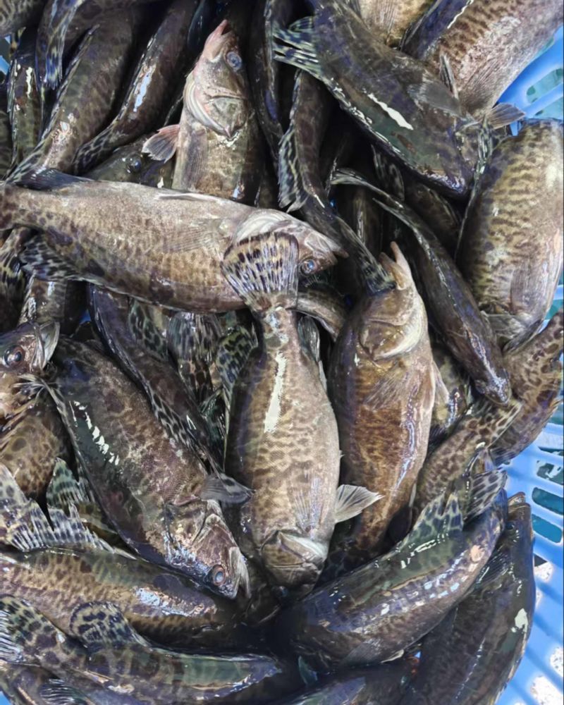 翘嘴鳜1.4以上