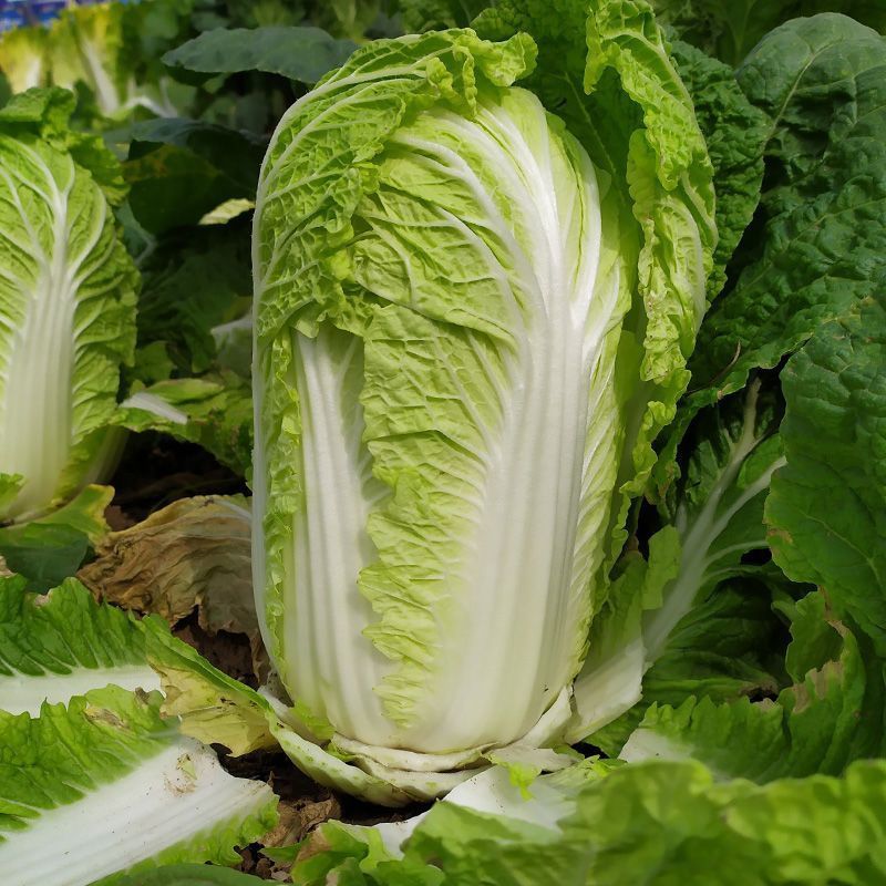 福禄双星大白菜种子特色蔬菜夏秋季快菜黄心白菜籽