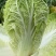 福禄双星大白菜种子特色蔬菜夏秋季快菜黄心白菜籽