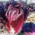 福禄双星大白菜种子特色蔬菜夏秋季快菜黄心白菜籽