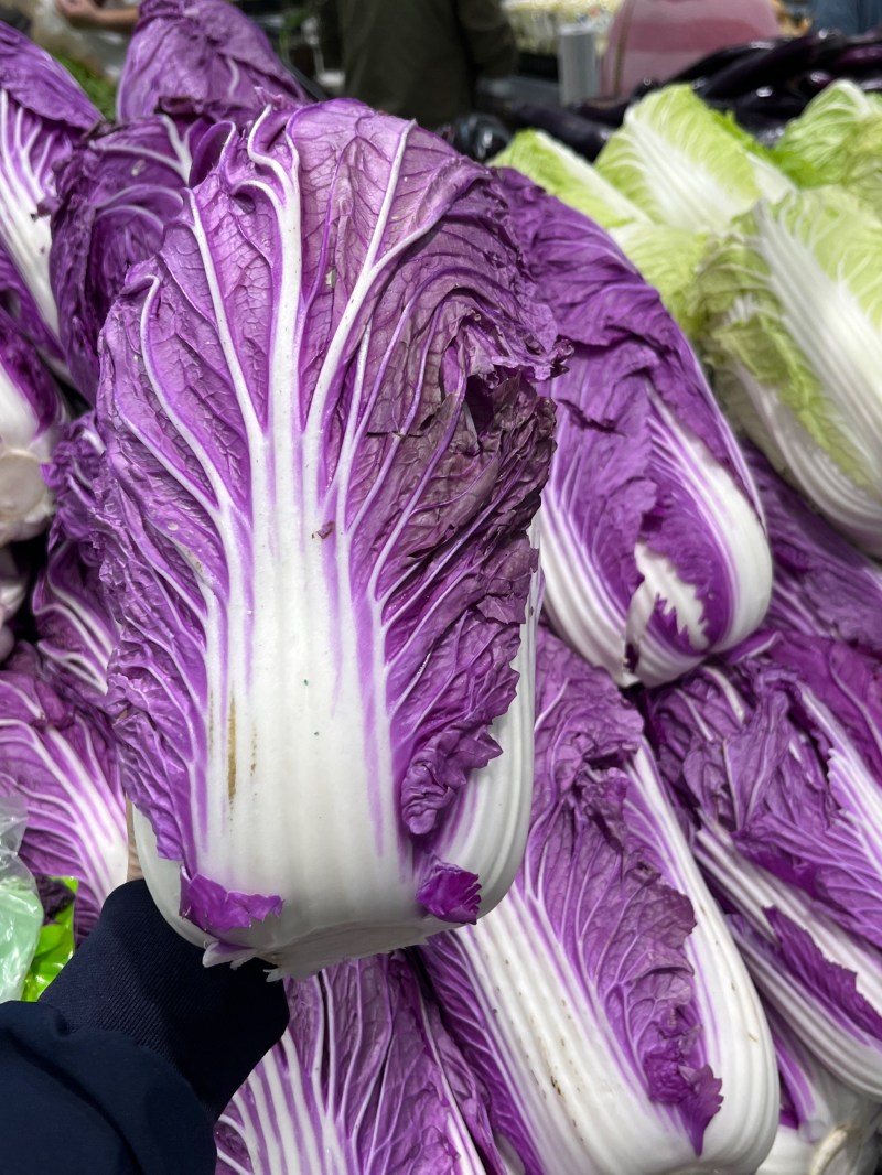 福禄双星大白菜种子特色蔬菜夏秋季快菜黄心白菜籽