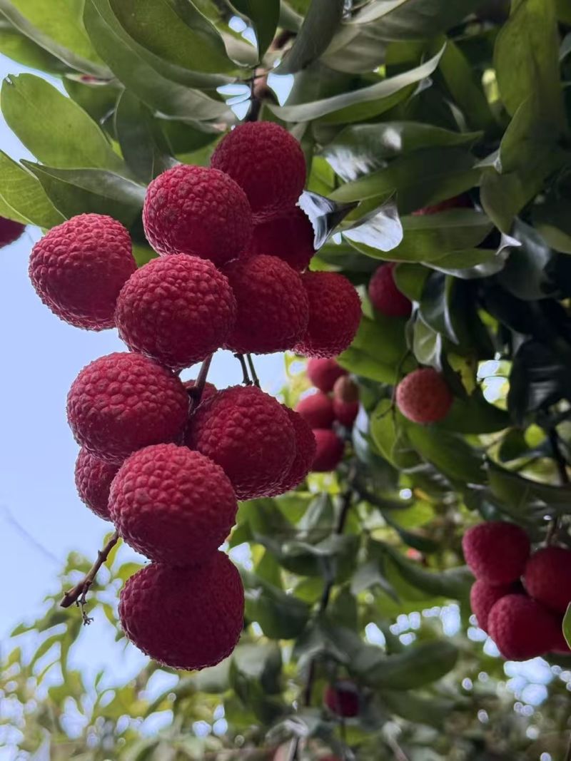 赤岗山龙鳞荔枝