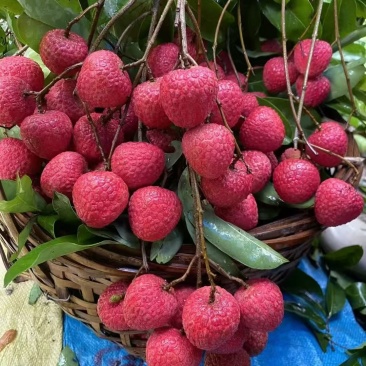 赤岗山龙鳞荔枝