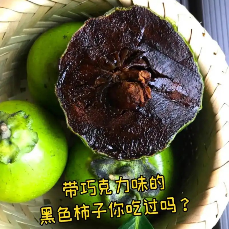 巧克力黑柿树苗