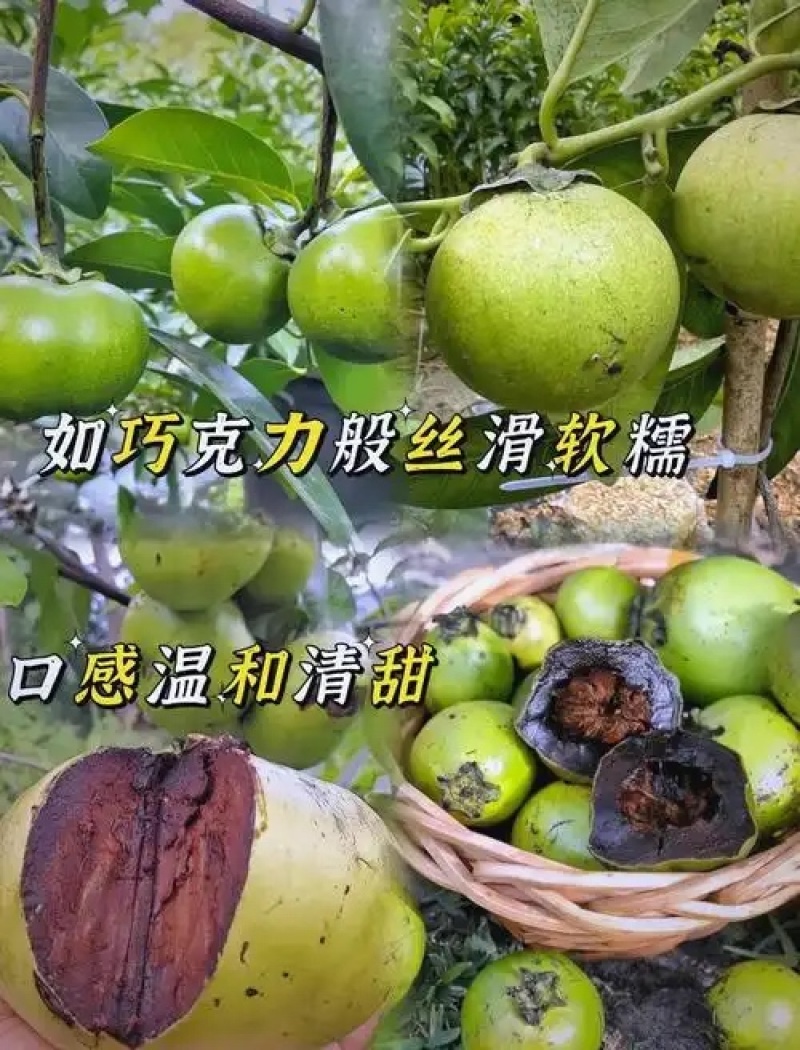 巧克力黑柿树苗