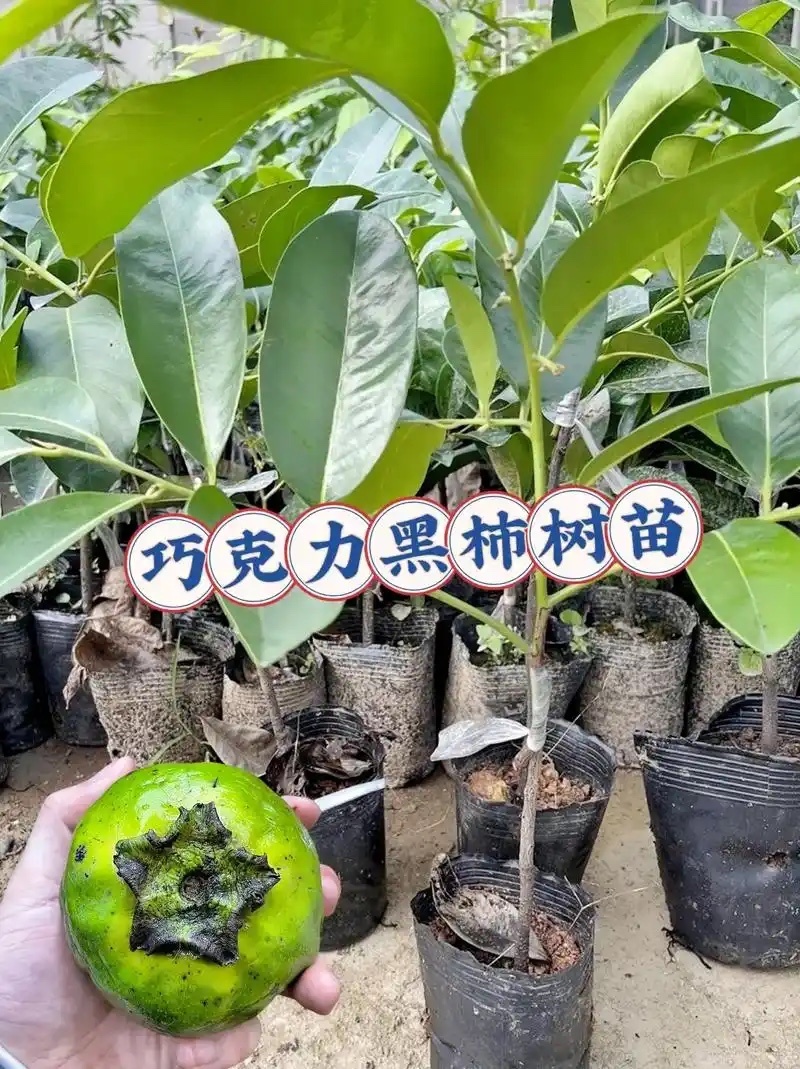 巧克力黑柿树苗