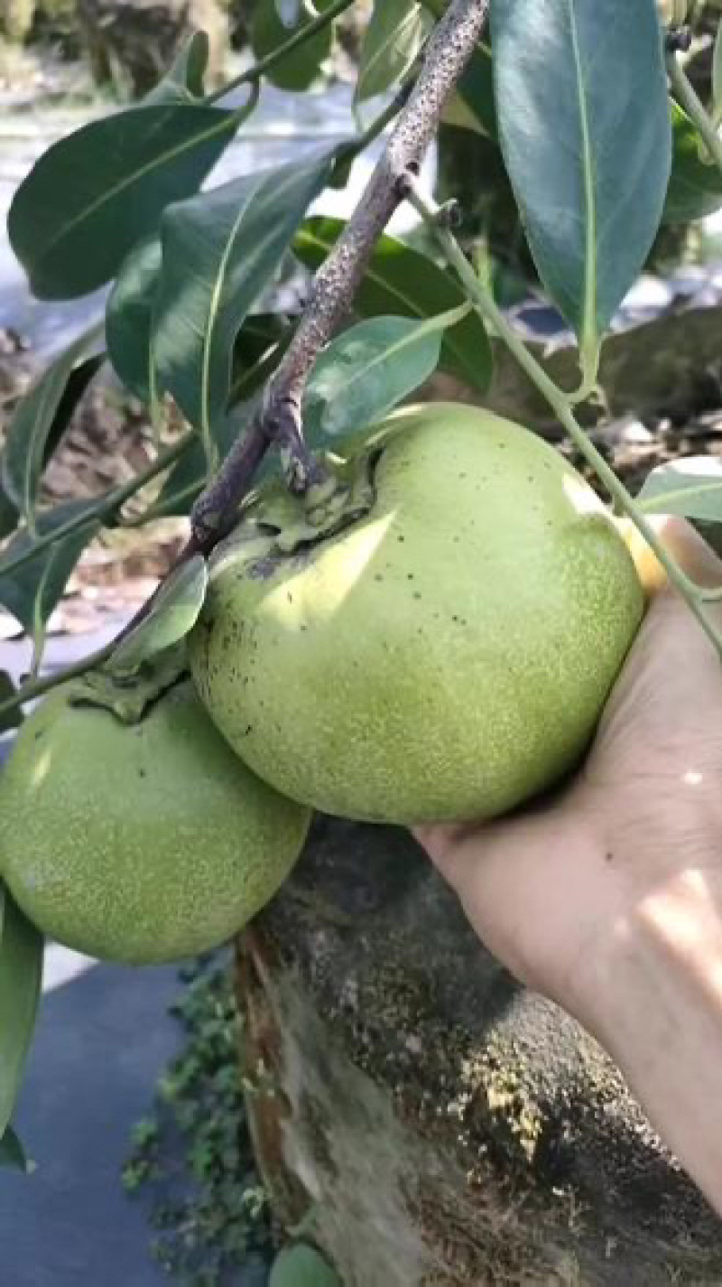 巧克力黑柿树苗