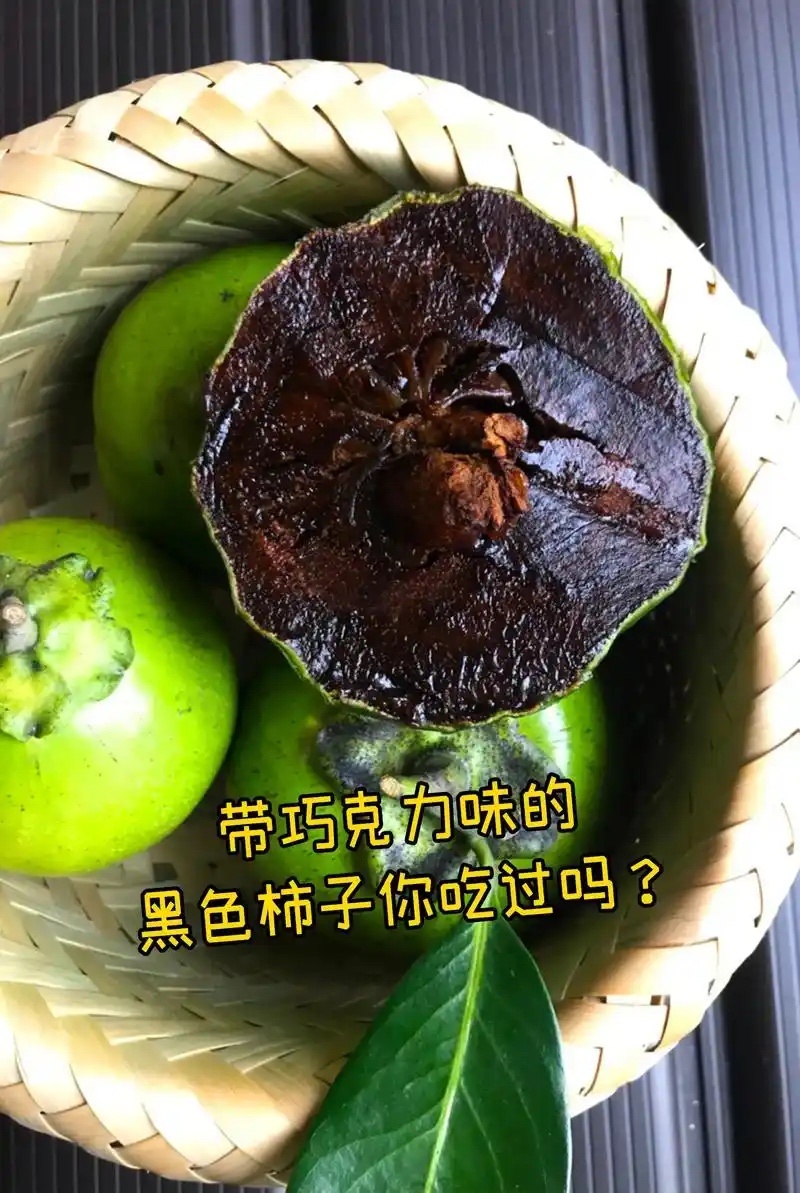 巧克力黑柿树苗