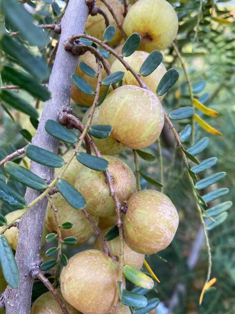 油甘果，应季新鲜水果
