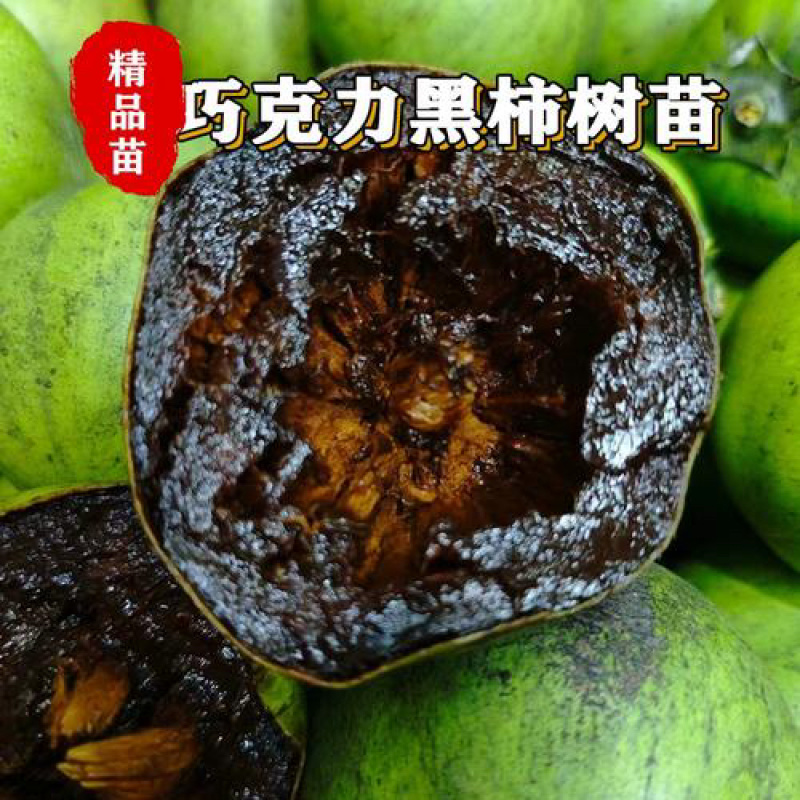 巧克力黑柿树苗