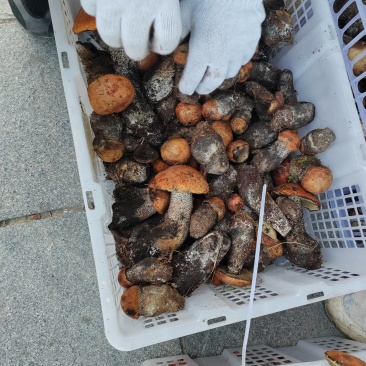 牛肝菌鲜货
