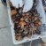 牛肝菌鲜货