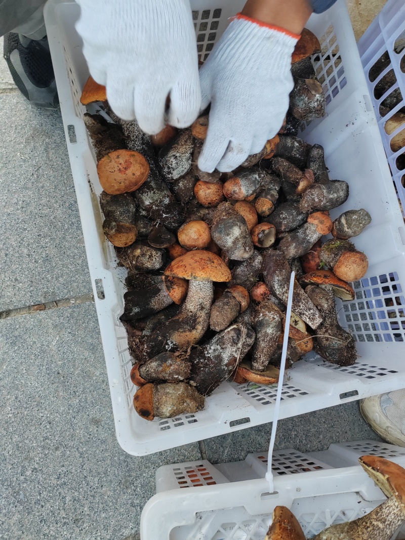 牛肝菌鲜货