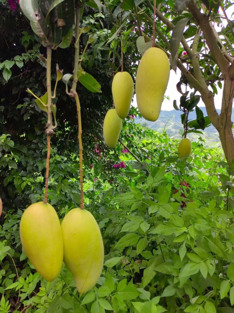 自家种的芒果，好品质肉眼可见[强][强]