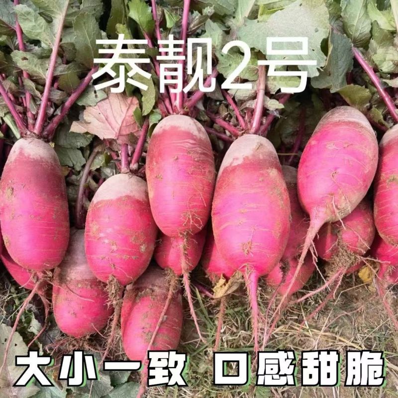 泰靓2号凤梨水果萝卜种子口感脆甜糖度高籽紫皮紫肉萝卜种籽