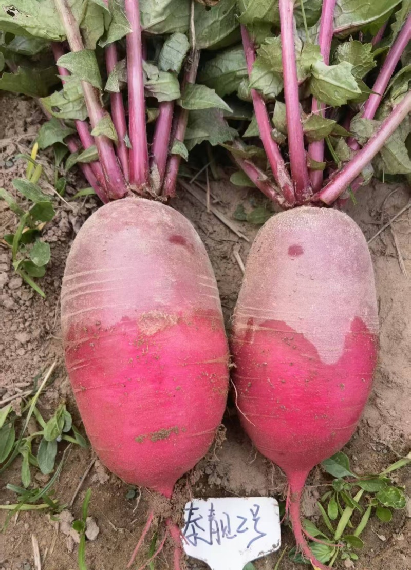 泰靓2号凤梨水果萝卜种子口感脆甜糖度高籽紫皮紫肉萝卜种籽