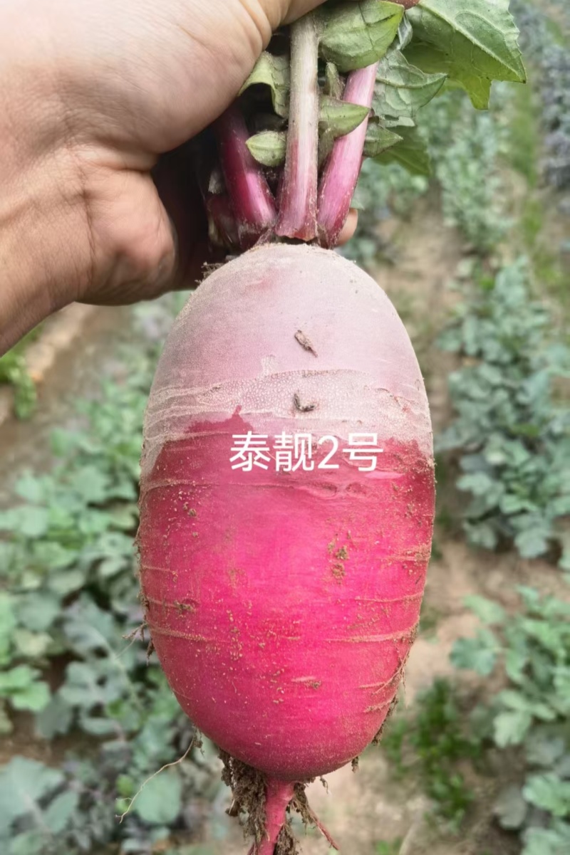 泰靓2号凤梨水果萝卜种子口感脆甜糖度高籽紫皮紫肉萝卜种籽