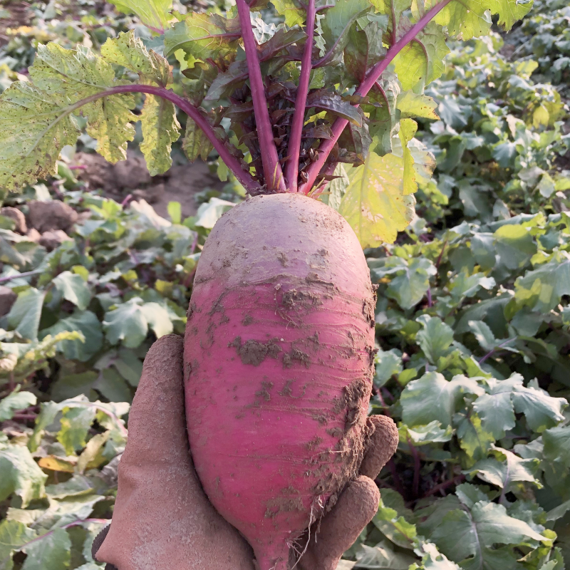 泰靓2号凤梨水果萝卜种子口感脆甜糖度高籽紫皮紫肉萝卜种籽