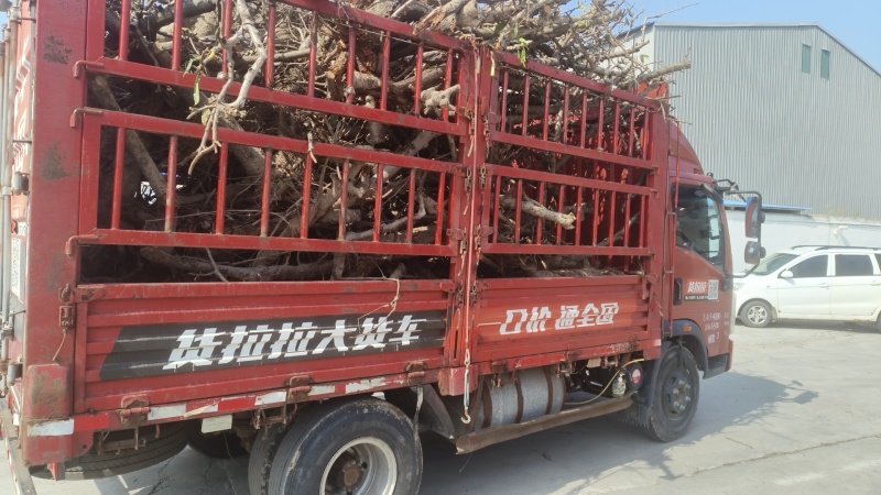 苹果木桃木梨木