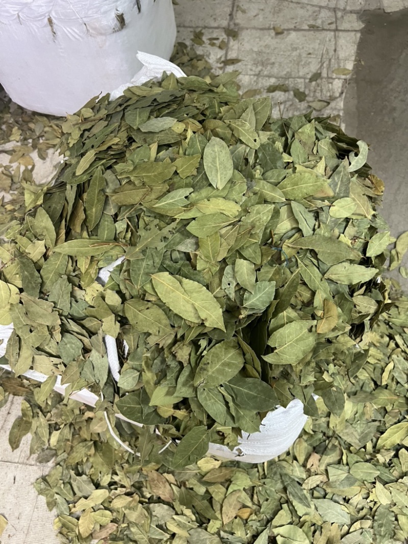2斤起批新货特绿香叶选货片形好