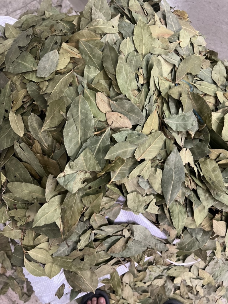 2斤起批新货特绿香叶选货片形好