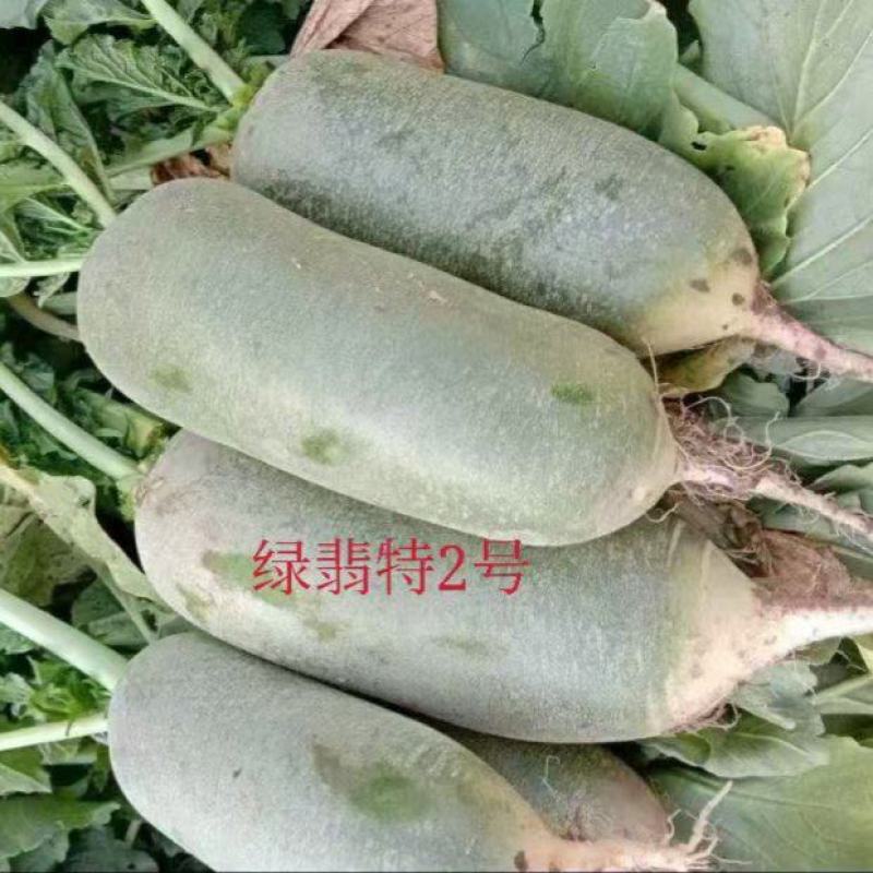 金隆祥绿翡特水果萝卜种子肉质密翠绿色口感甜脆多汁甘甜微辣