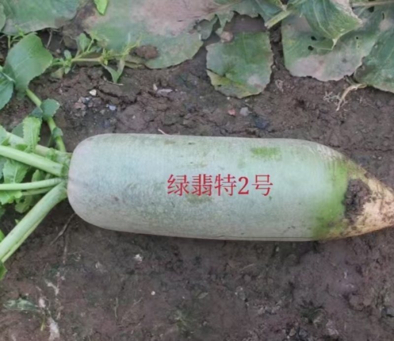 金隆祥绿翡特水果萝卜种子肉质密翠绿色口感甜脆多汁甘甜微辣