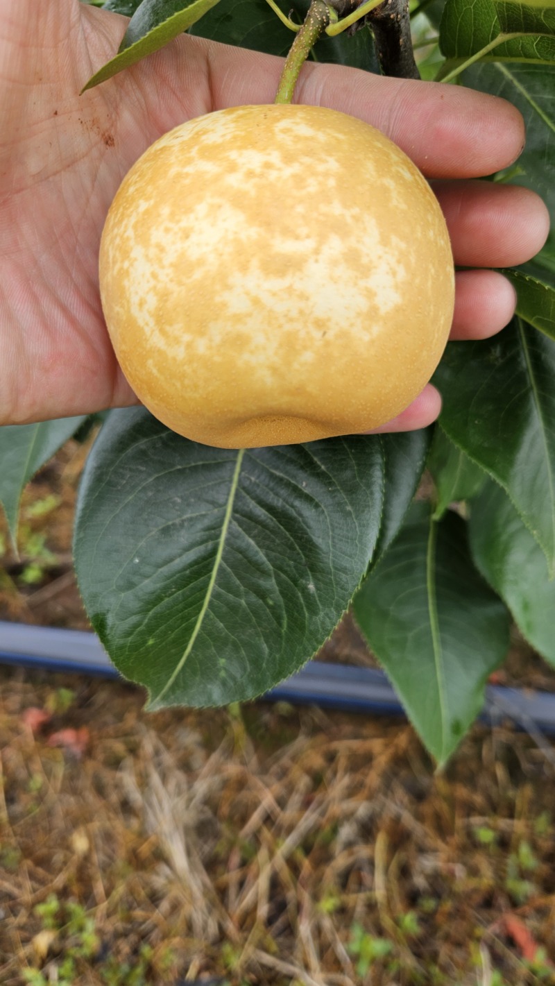 翠冠梨两万斤