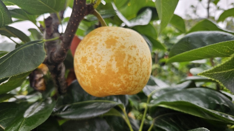 翠冠梨两万斤