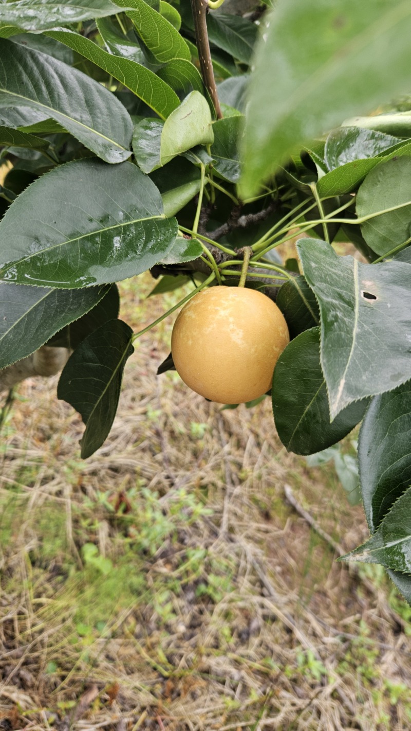 翠冠梨两万斤