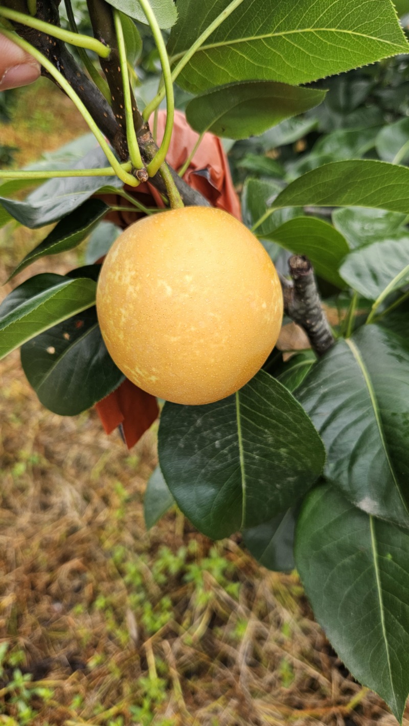 翠冠梨两万斤