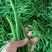 大青椒，杭椒，线椒上市了，走电商，走超市，走市场，欢迎咨