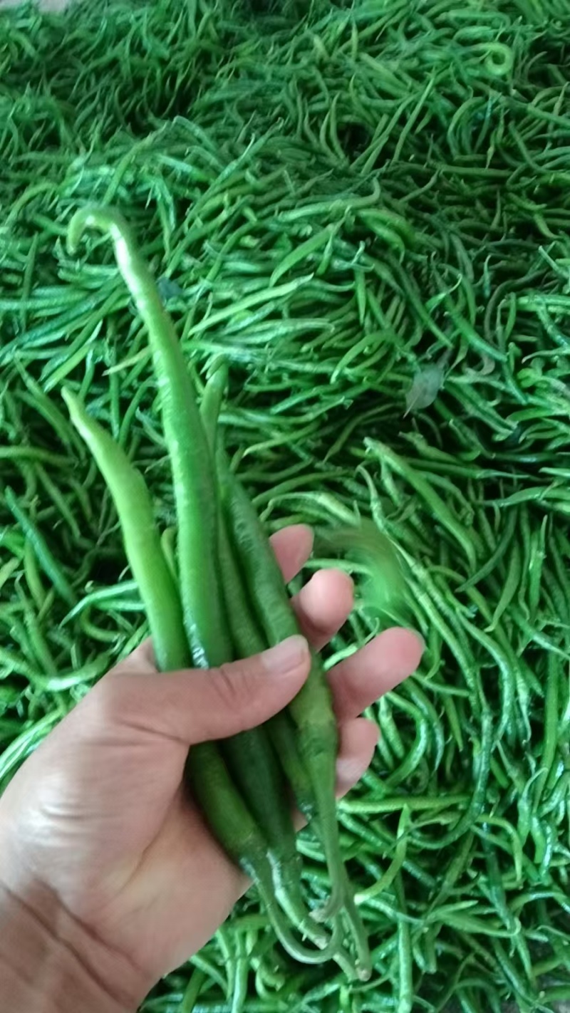 大青椒，杭椒，线椒上市了，走电商，走超市，走市场，欢迎咨