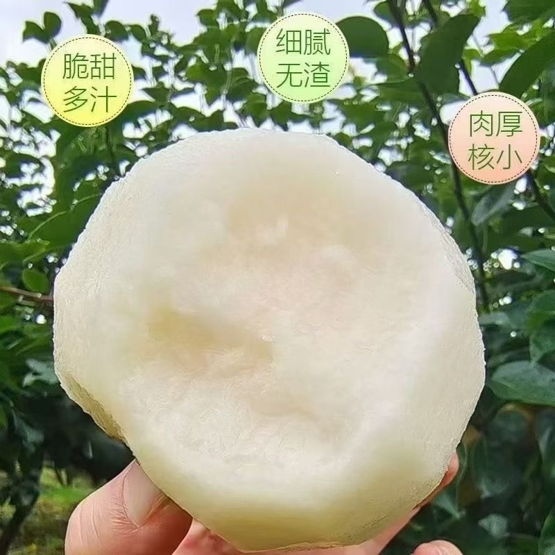 建宁县翠冠梨梨想生活，奔你而来。不梨不弃，永不分梨