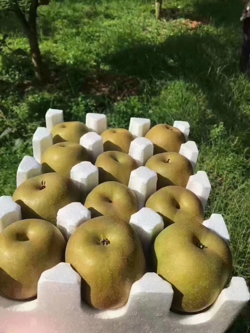 建宁县翠冠梨梨想生活，奔你而来。不梨不弃，永不分梨