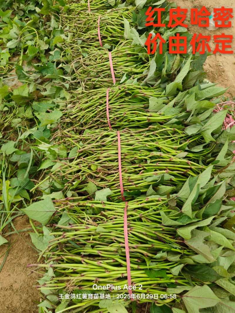 冰糖薯哈密苗，红皮白心基地直发，晾晒时间长价格合适