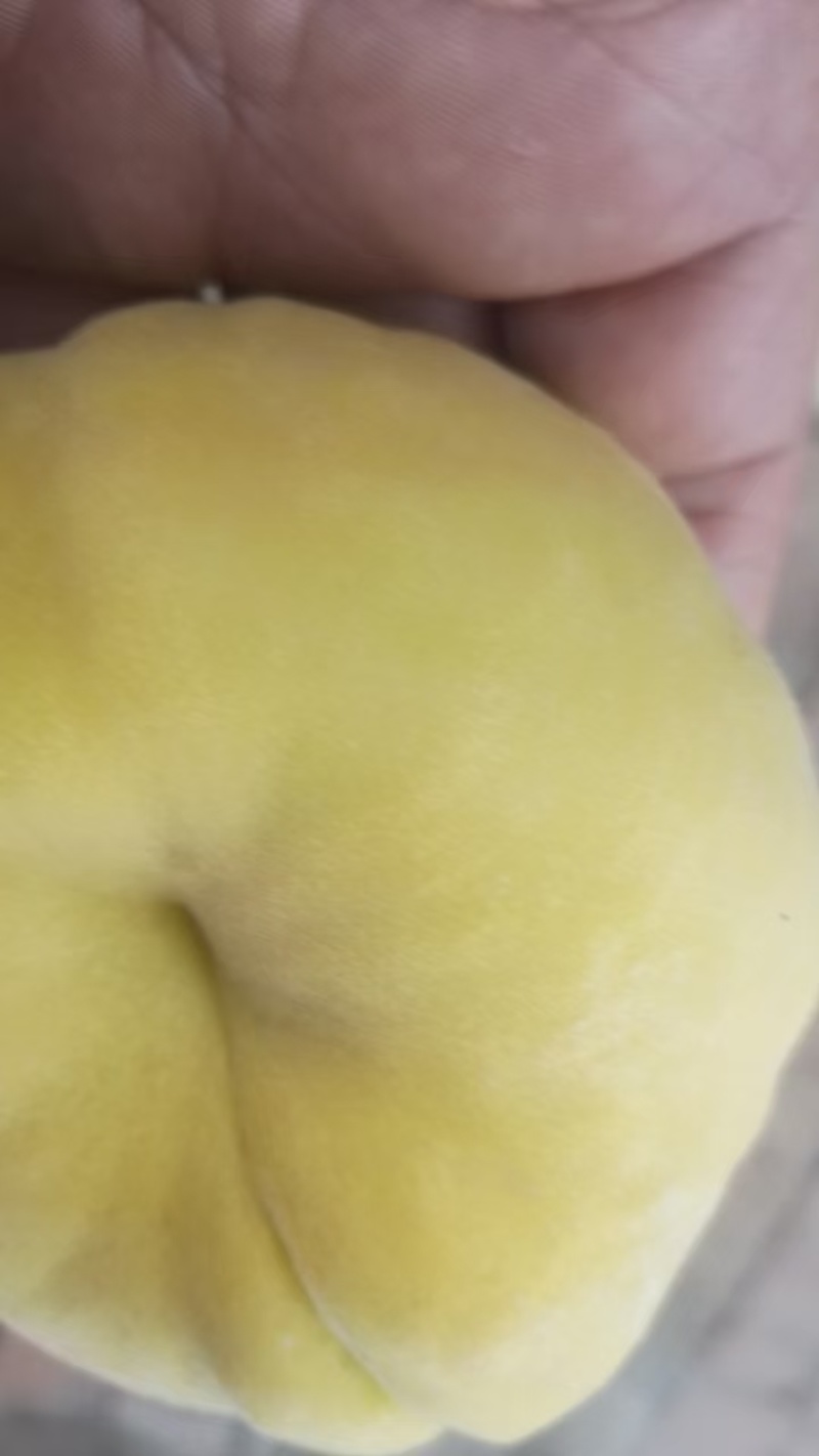 毛蟠桃大量现货有需要的客商联系我