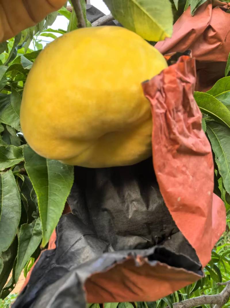毛蟠桃大量现货有需要的客商联系我