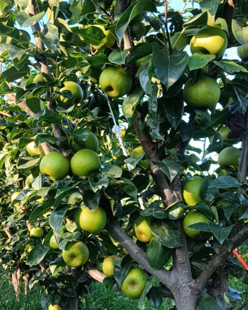 翠冠梨，园黄梨，黄花梨。