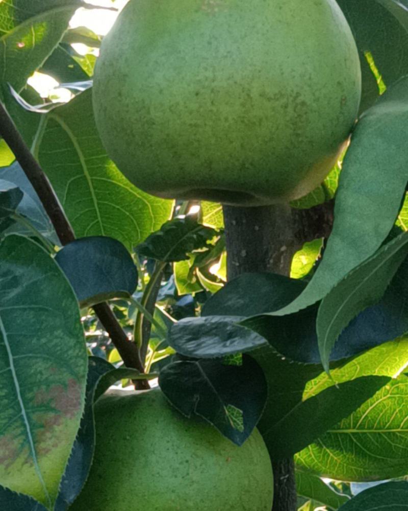 翠冠梨，园黄梨，黄花梨。
