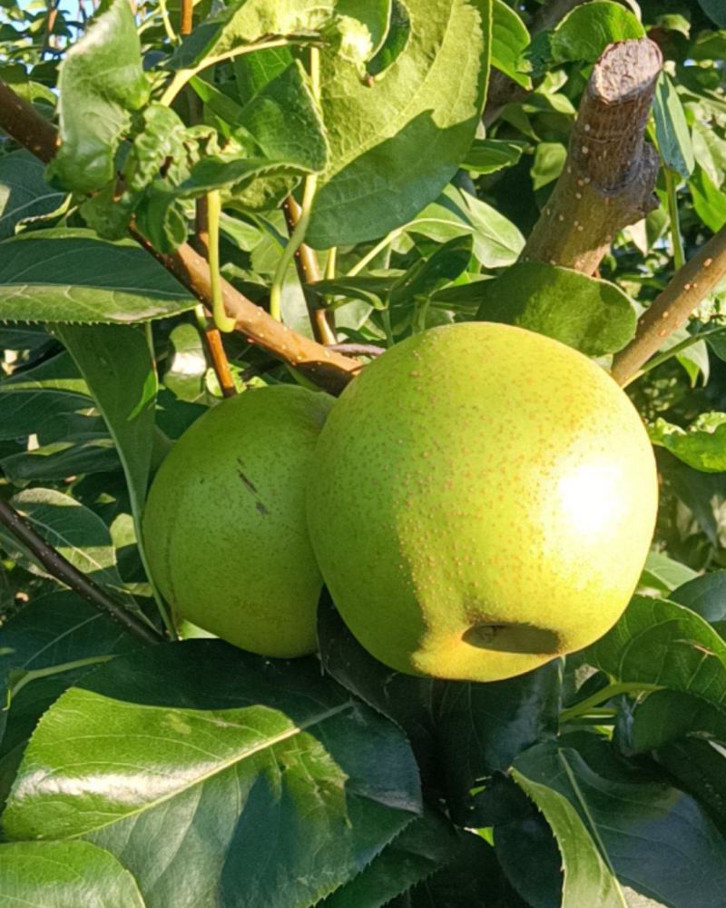 翠冠梨，园黄梨，黄花梨。
