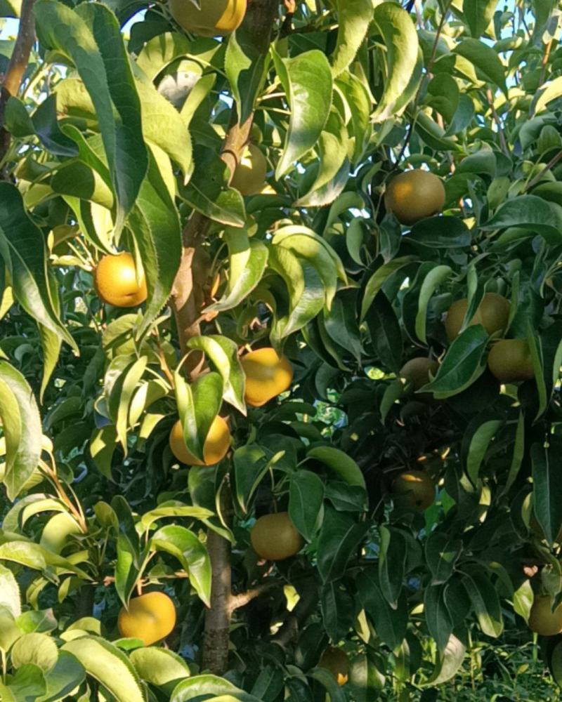 翠冠梨，园黄梨，黄花梨。
